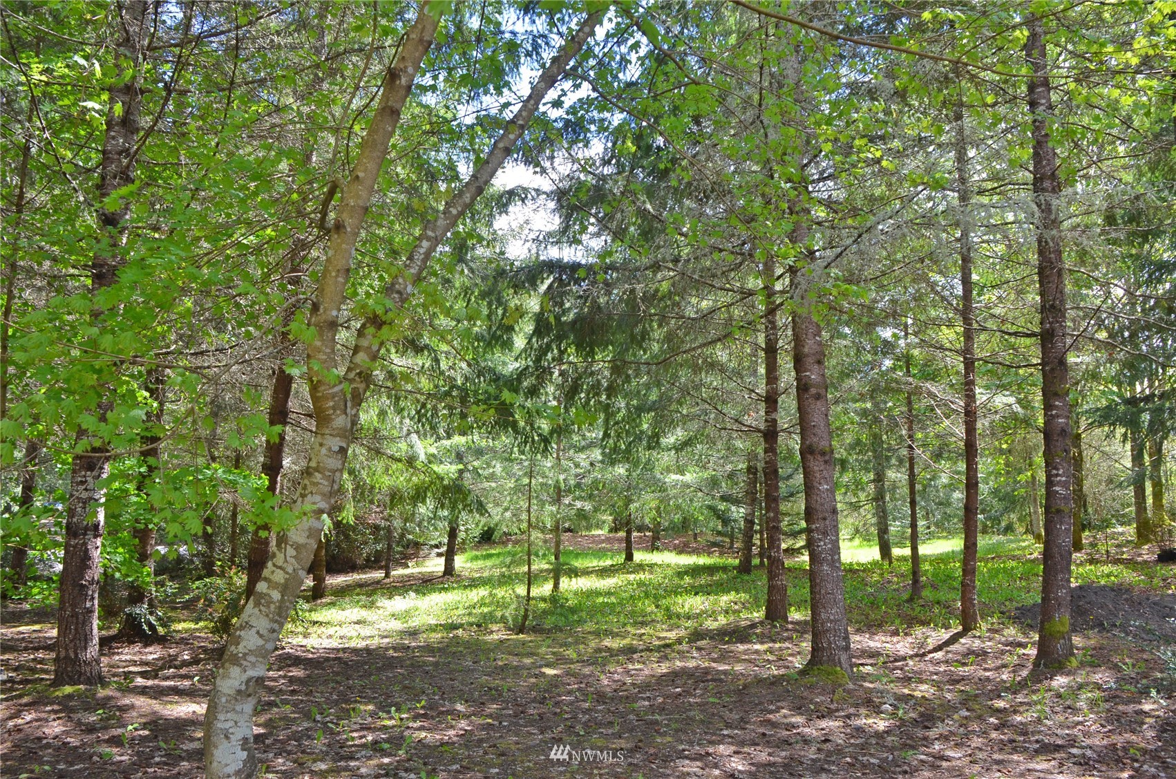 4704 Whiteman Road Southwest Longbranch, WA 98351 - Photo 37 of 40 a view of outdoor space with trees