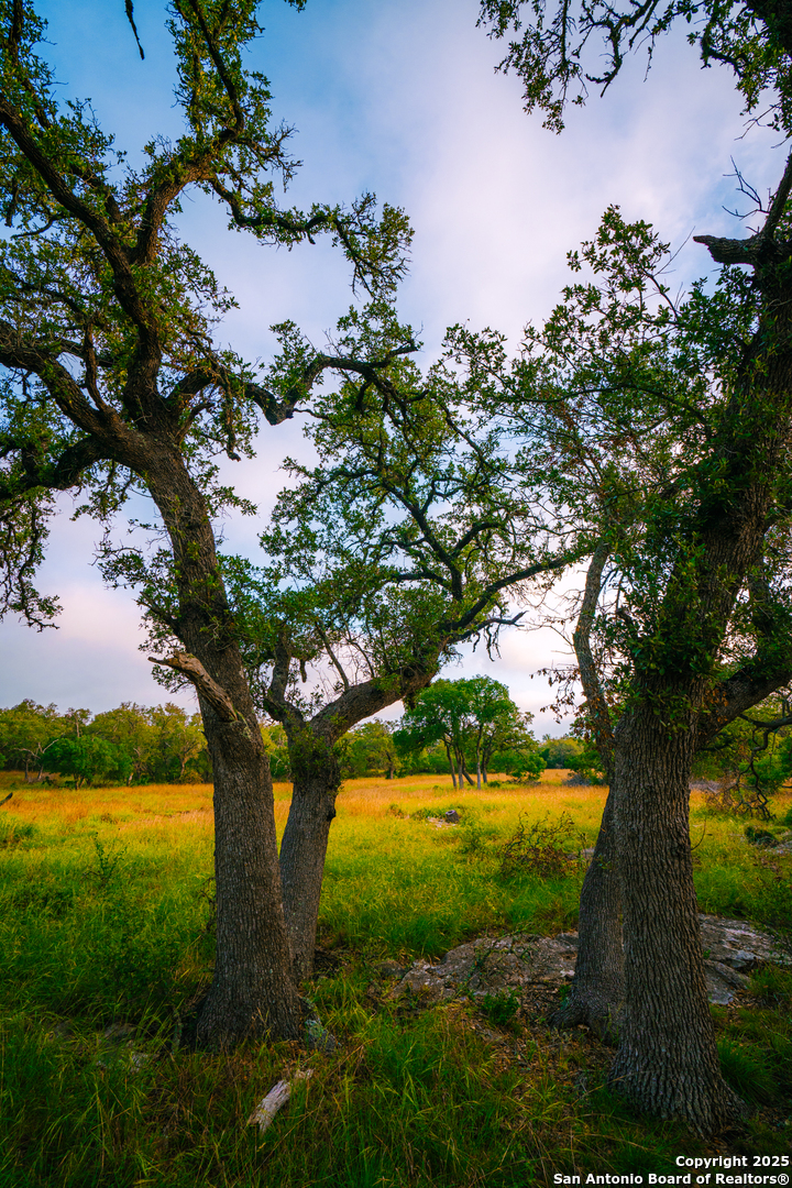 0 Running Buck Spring Branch, TX 78070 - Photo 4 of 7 a view of a tree in a yard