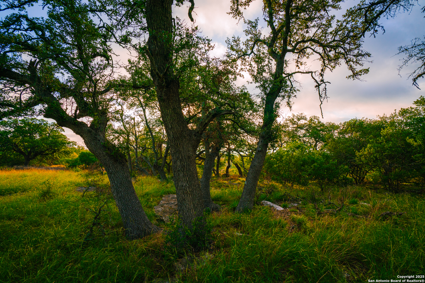 0 Running Buck Spring Branch, TX 78070 - Photo 5 of 7 a view of tree