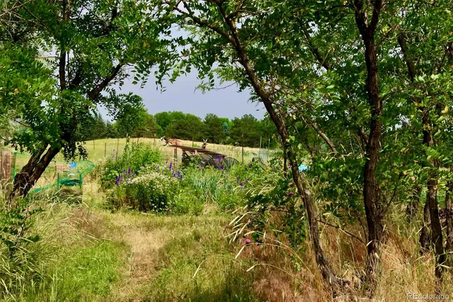 a view of a yard with plants and a large tree
