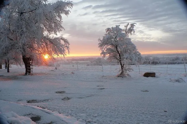 a view of a yard with a tree