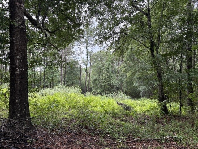 268 Cedar Valley Road Coldspring, TX 77331 - Photo 19 of 29