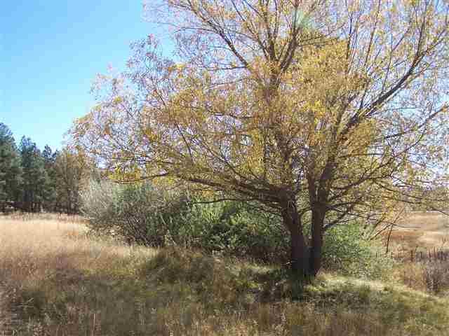 2310 Alpine Az 85920 Blue, AZ 85922 - Photo 8 of 9
