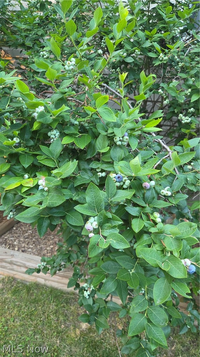 239 Cornes Road Little Hocking, OH 45742 - Photo 50 of 50 Blueberry bush