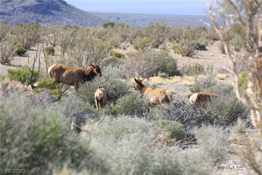 62 Camp Bonanza Road Cold Creek, NV 89124 - Photo 49 of 50 Gallery Image 49