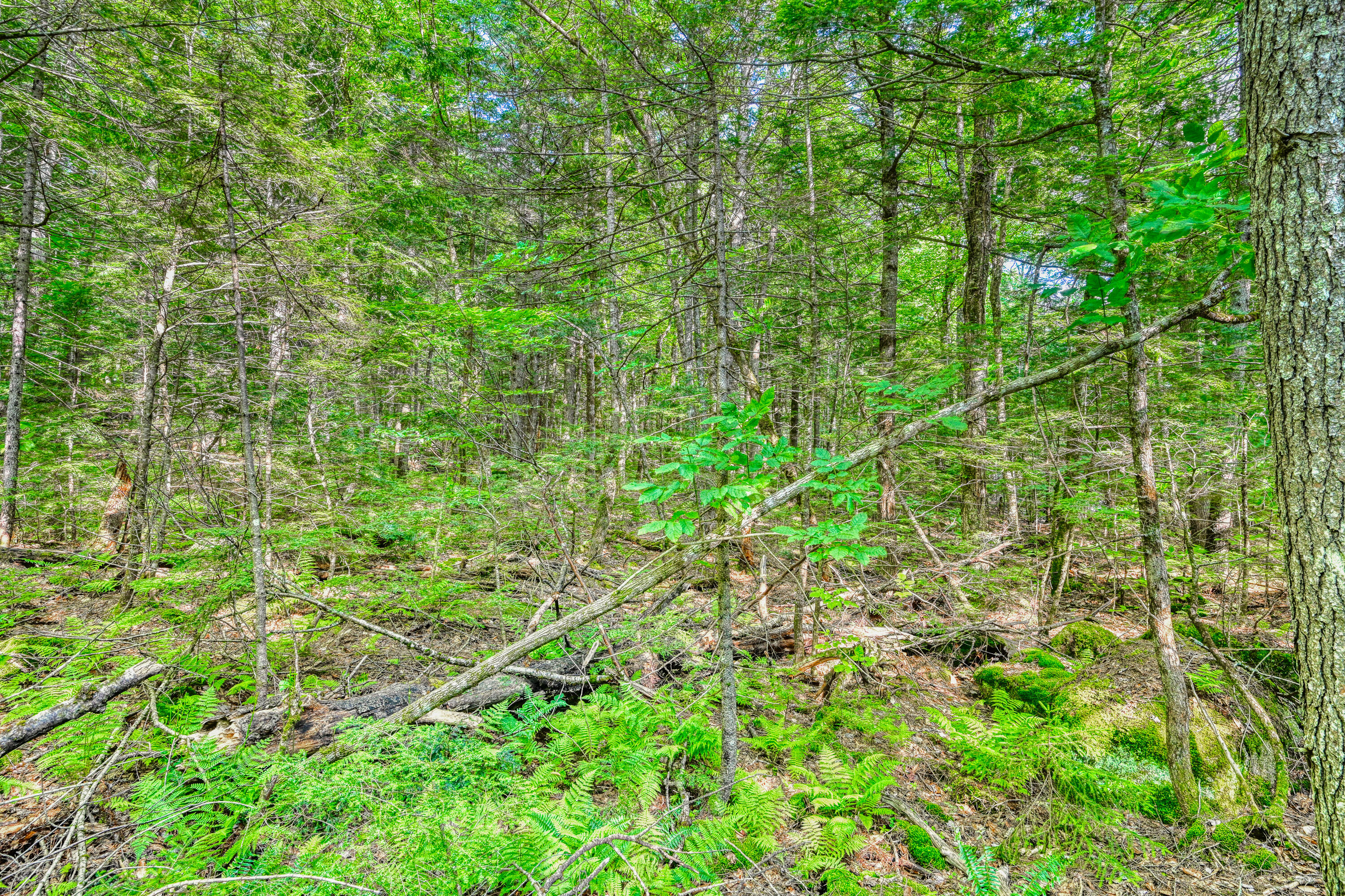 Lot 39 Tims Cove Road Willimantic, ME 04443 - Photo 12 of 17 110091gr-111