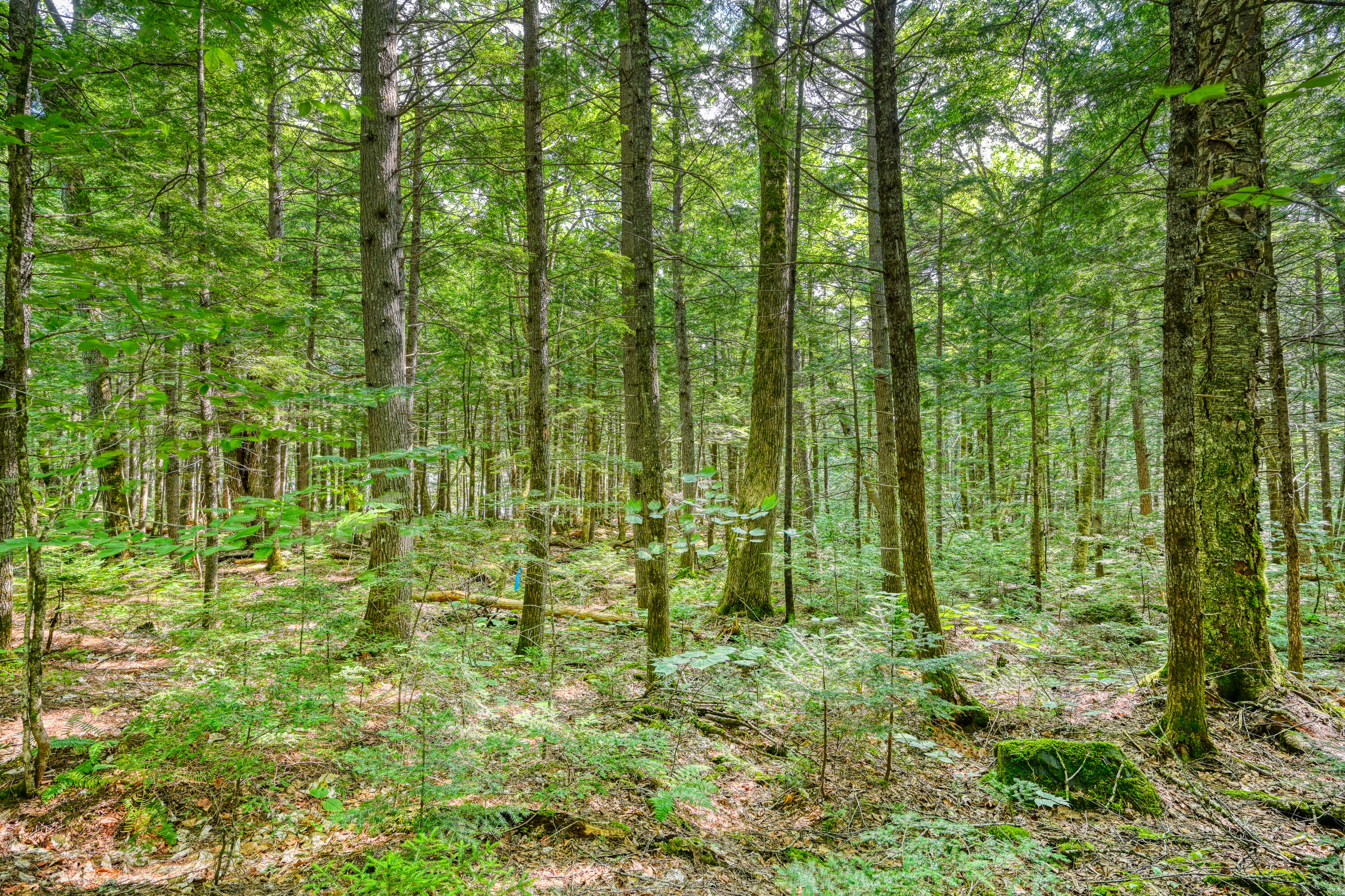 Lot 39 Tims Cove Road Willimantic, ME 04443 - Photo 3 of 17 110091gr-101