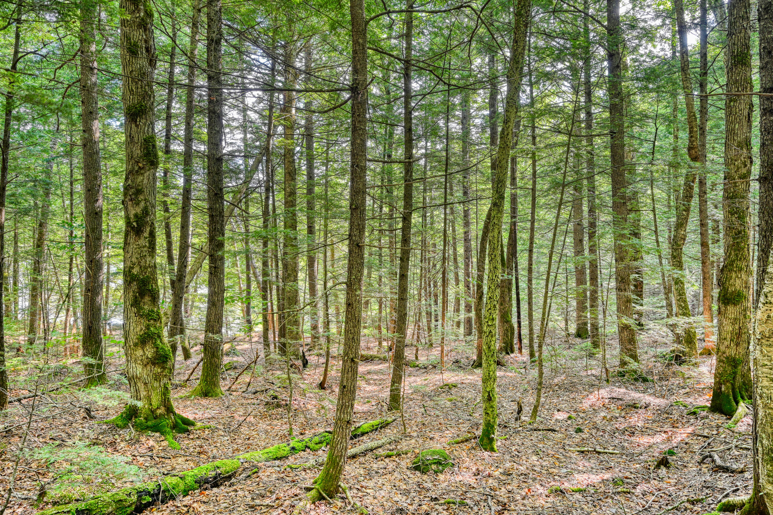 Lot 39 Tims Cove Road Willimantic, ME 04443 - Photo 4 of 17 110091gr-102