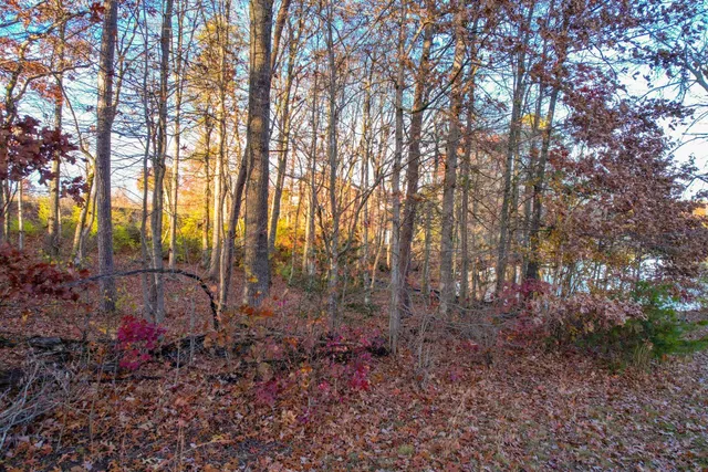a view of a garden with large trees