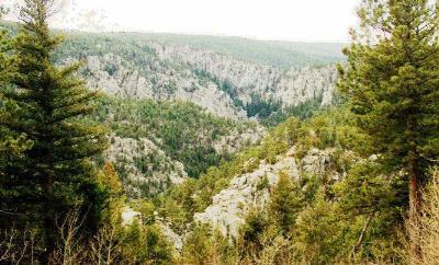 211 North Gulch Road Boulder, CO 80302 - Photo 1 of 1 a view of a forest with lush green forest