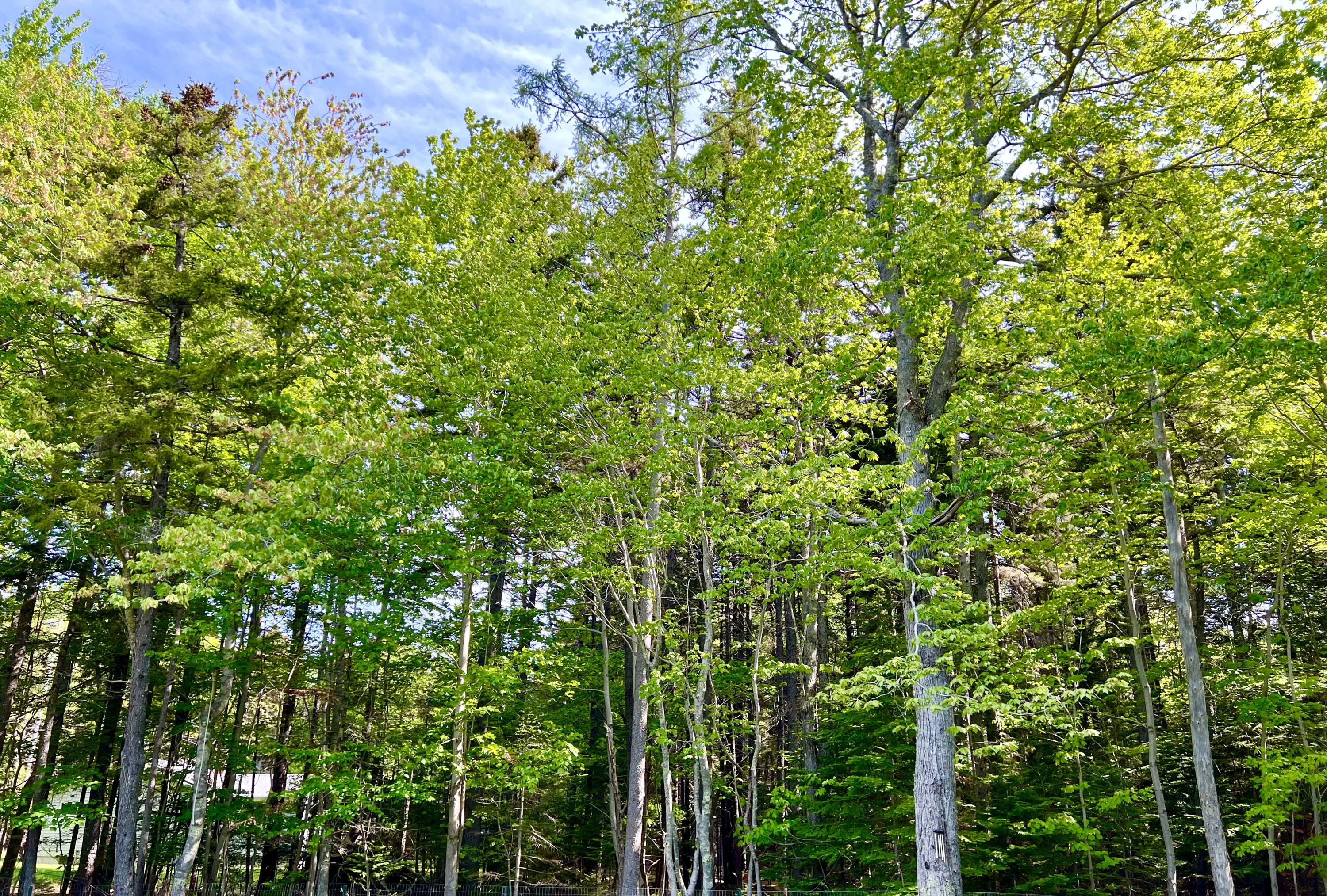 4 Long Pond Road Southwest Harbor, ME 04679 - Photo 33 of 35
