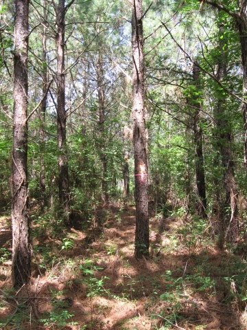 1 Pelican Road Shepherd, TX 77371 - Photo 1 of 5
