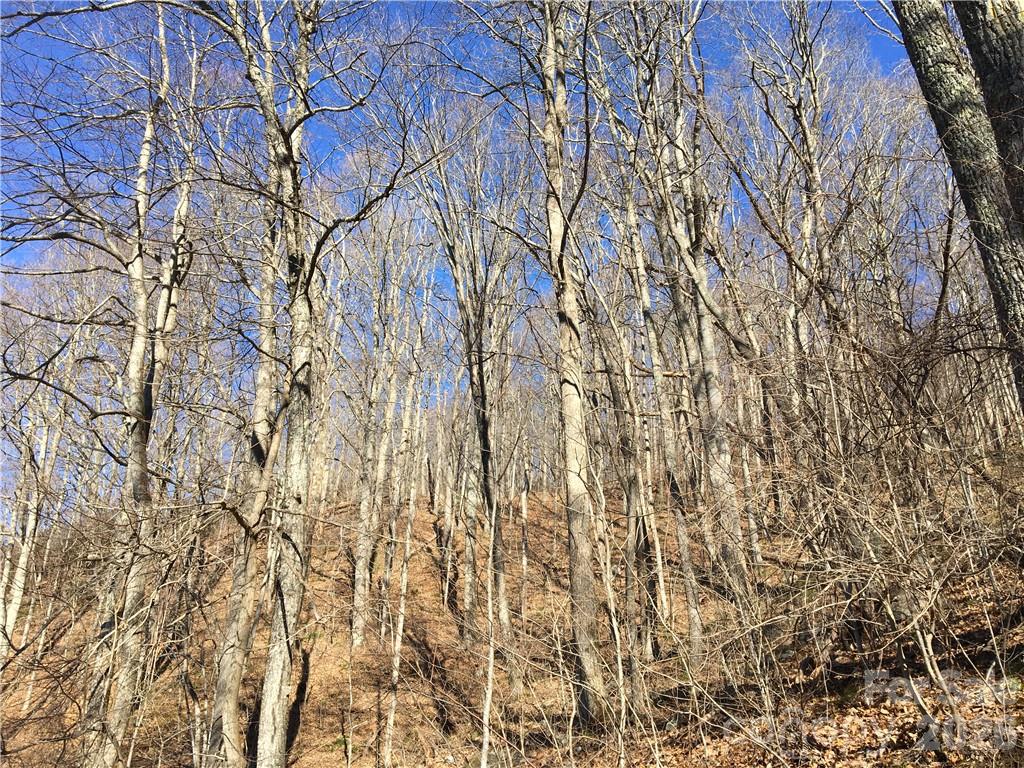 99999 Red Oak Forest Road Fairview, NC 28730 - Photo 1 of 8