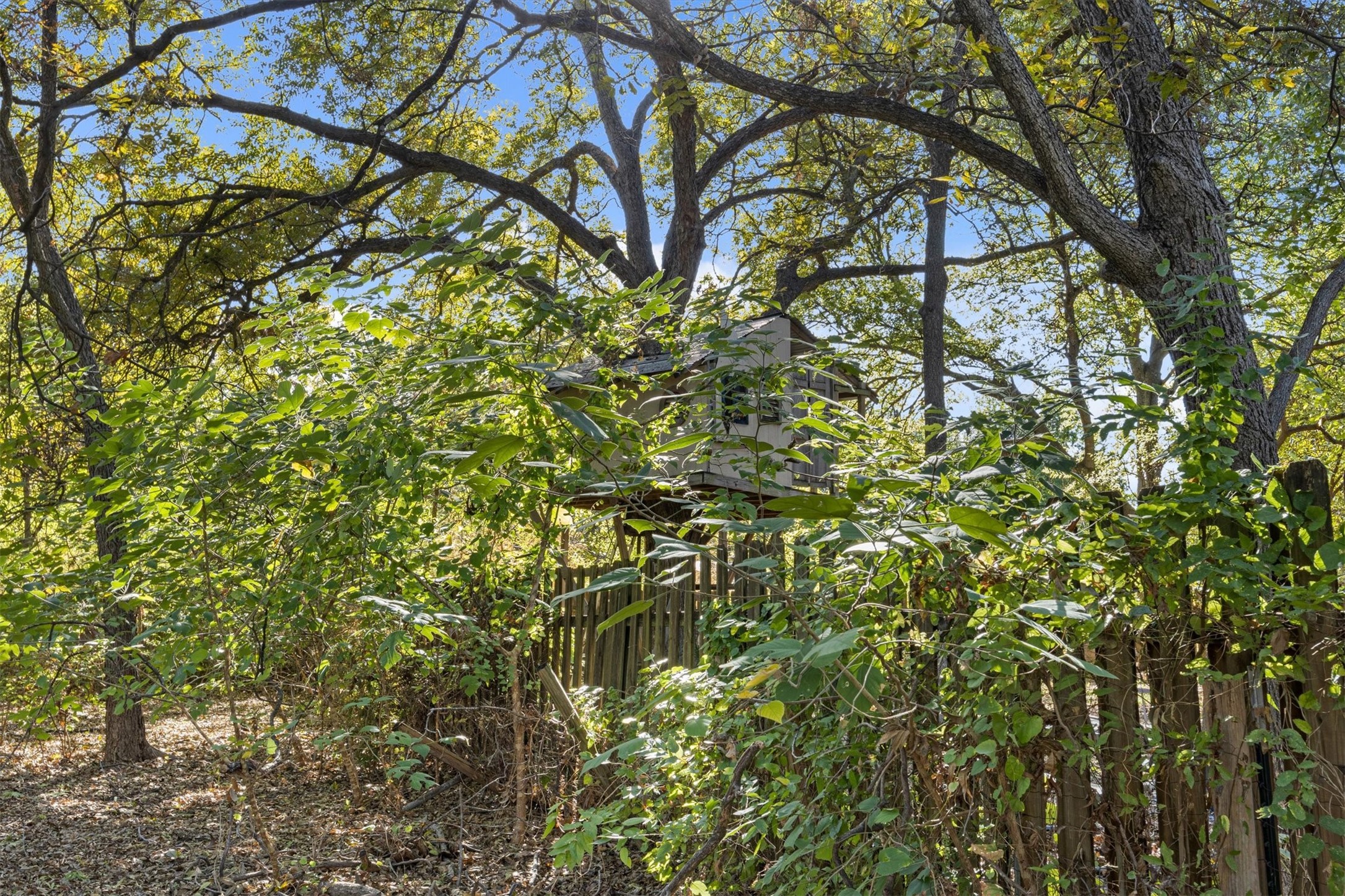 935 East 56th Street, Unit 2 & 3 Austin, TX 78751 - Photo 12 of 22 a backyard of a house with lots of trees