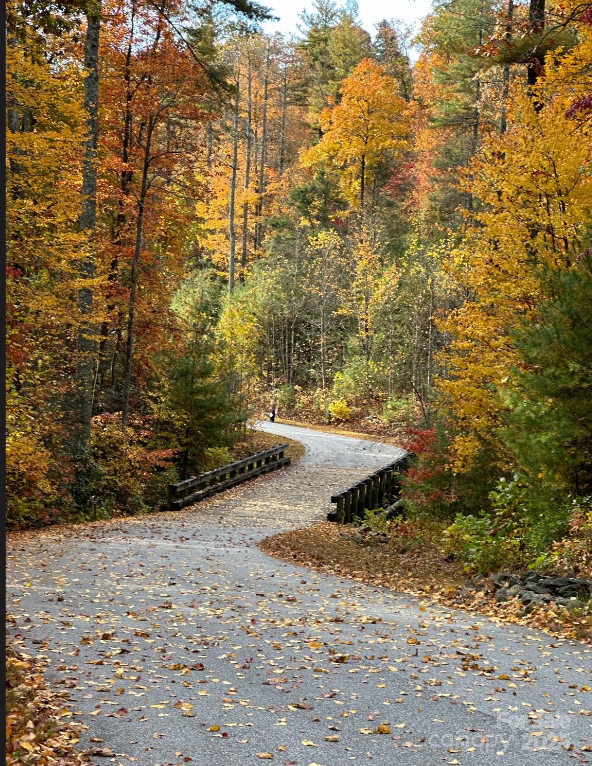 91 Boone Cove Road Zirconia, NC 28790 - Photo 48 of 48 a view of a yard with trees