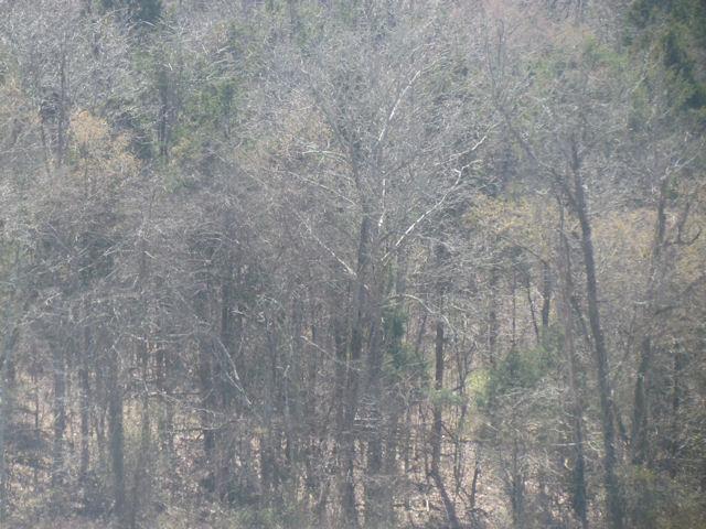388 Shorter Road Lebanon, TN 37090 - Photo 17 of 20 Gallery Image 17