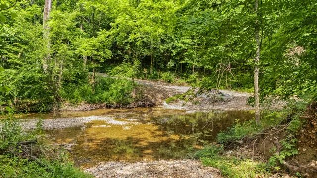 a view of a yard with plants and large trees