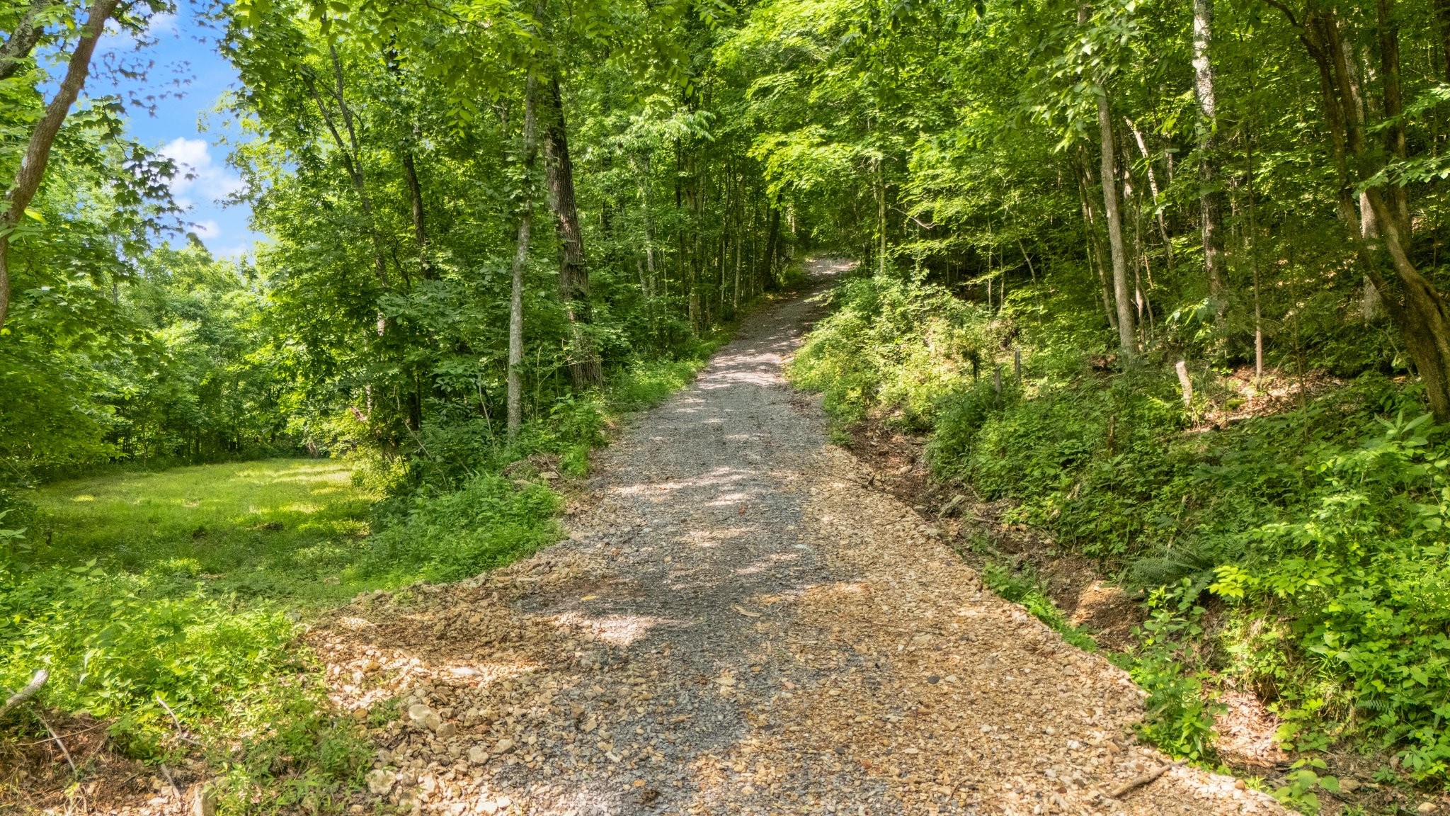 42 Oneal Road Adolphus, KY 42120 - Photo 27 of 28 a view of a yard with plants and large trees