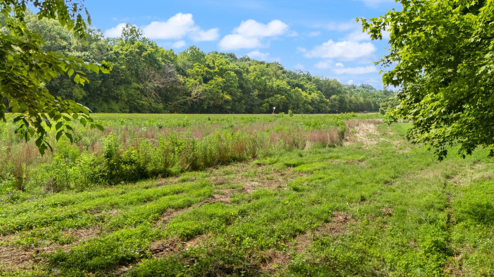 42 Oneal Road Adolphus, KY 42120 - Photo 3 of 28 a view of a garden