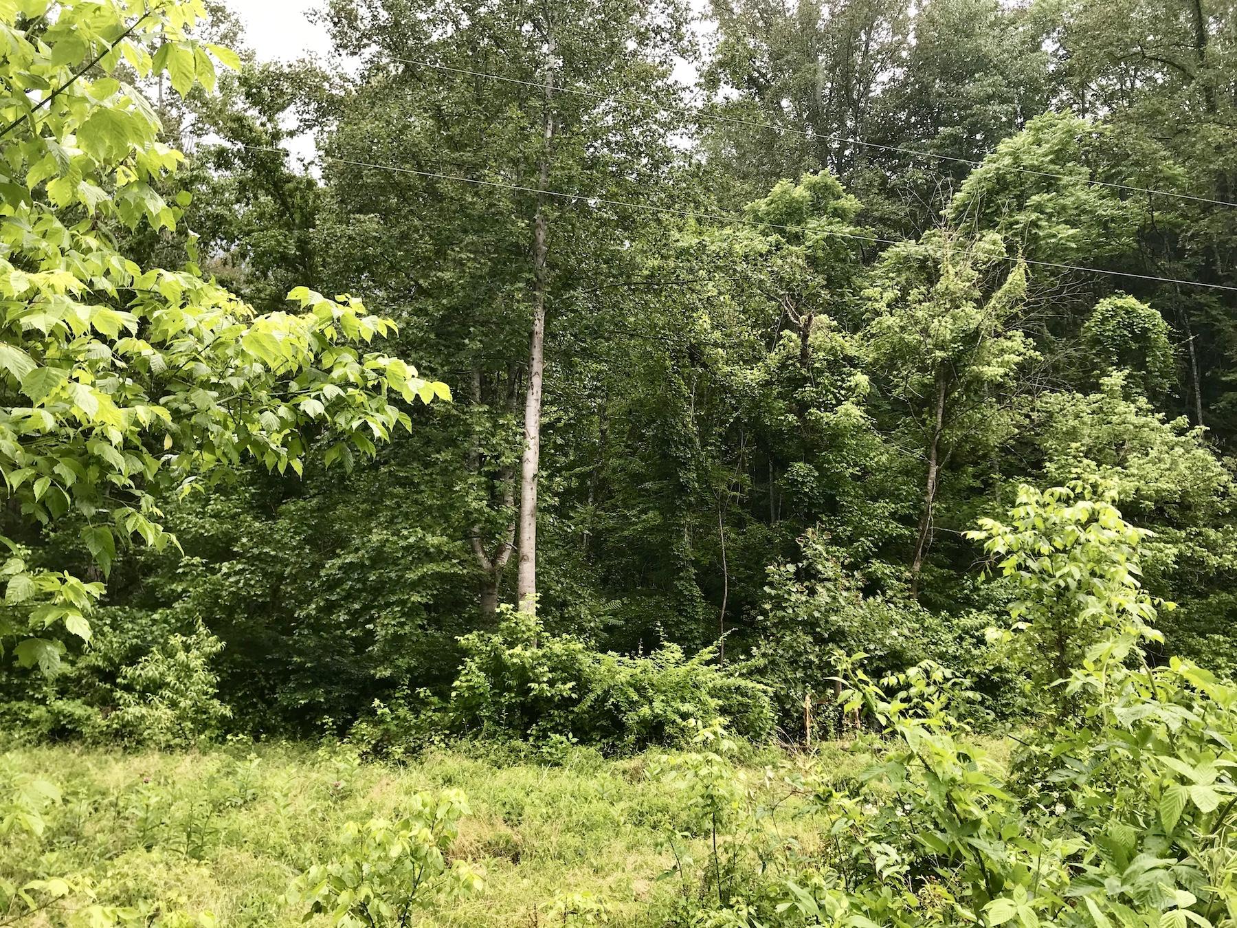 0 Hancock Road Elliston, VA 24087 - Photo 1 of 1 a view of a lush green forest