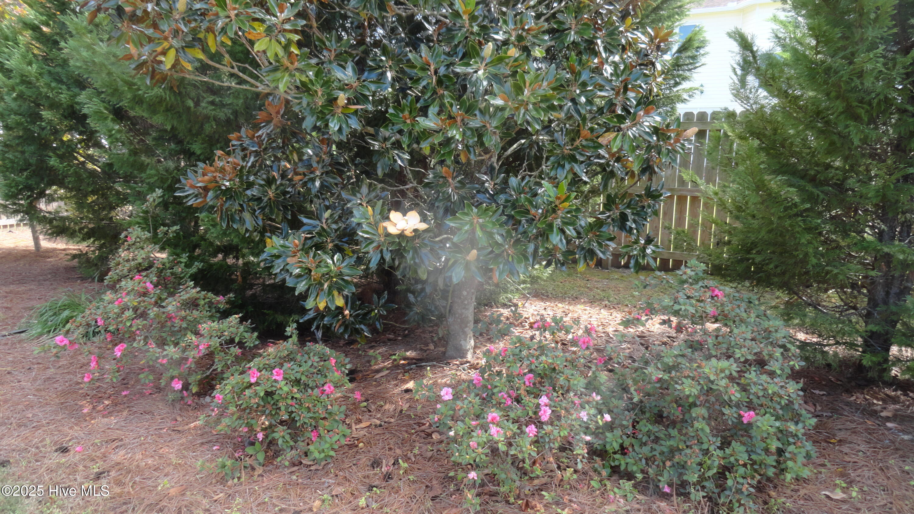 604 Fox Ridge Court Havelock, NC 28532 - Photo 23 of 24 Magnolia and cypress trees form a privacy screen.