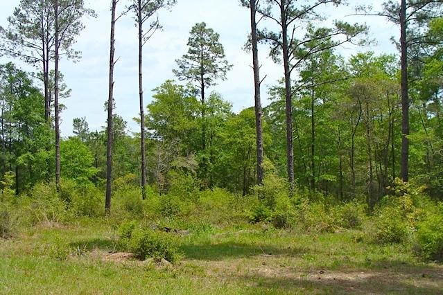 749 Davidson Road DeFuniak Springs, FL 32433 - Photo 13 of 46 Looking East