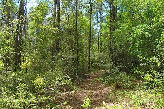749 Davidson Road DeFuniak Springs, FL 32433 - Photo 9 of 46 Path to Creek