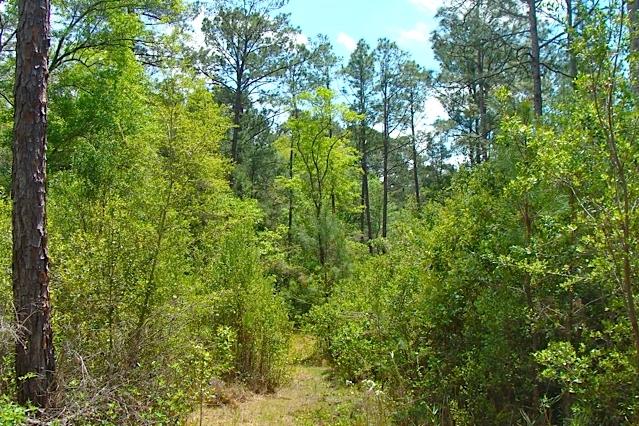 749 Davidson Road DeFuniak Springs, FL 32433 - Photo 10 of 46 10 Beautiful Wooded Acres!