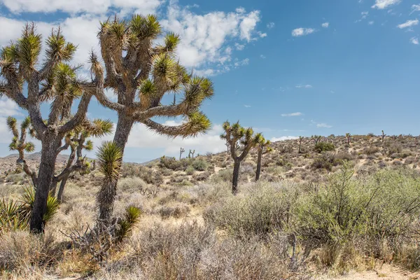 $75,000 | 101 Hondo Street, Landers, CA 92285