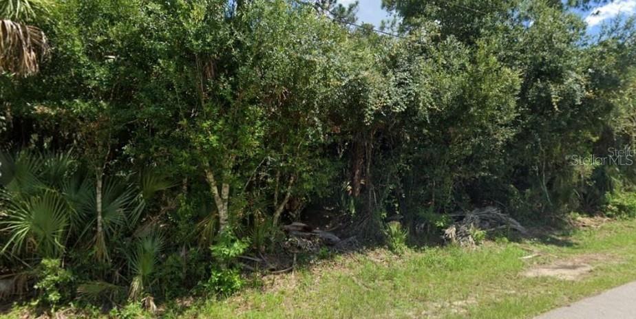a view of a forest
