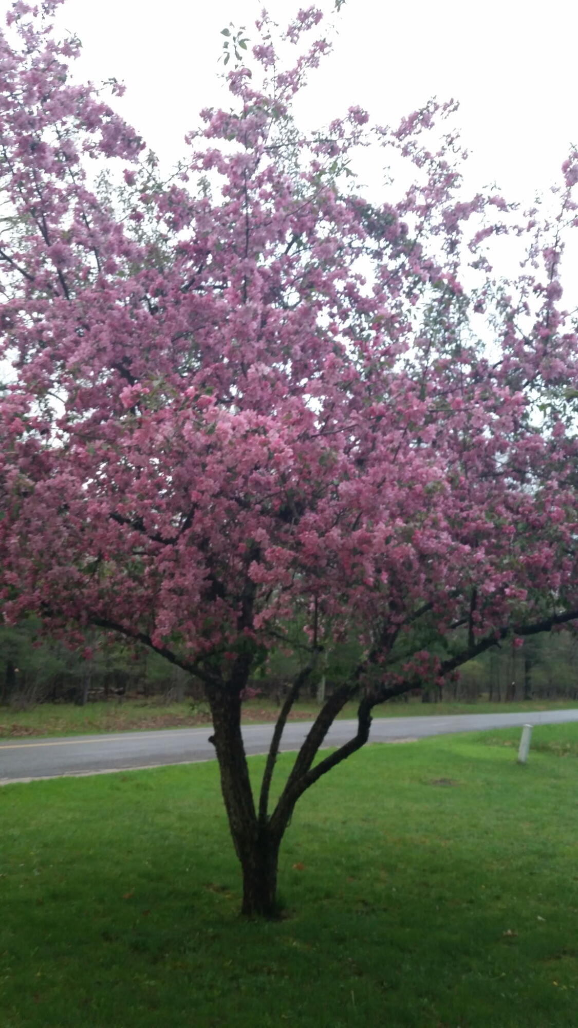 8493 West 5 Mile Road Irons, MI 49644 - Photo 21 of 21 5746565748416504391