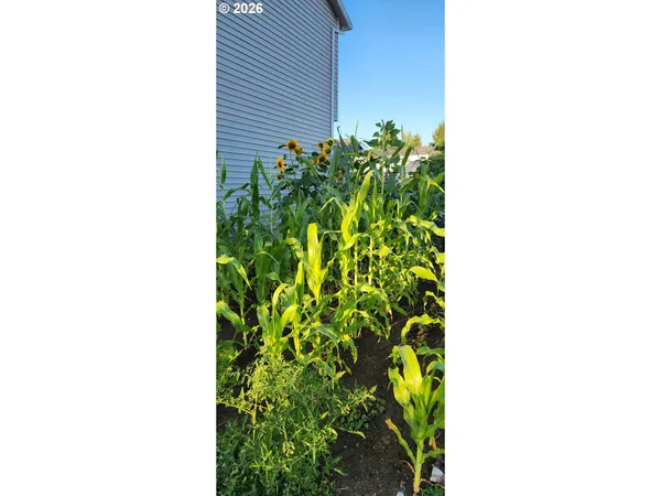a close up of a plant in a garden