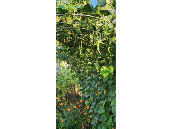 a close up of a plant in a garden