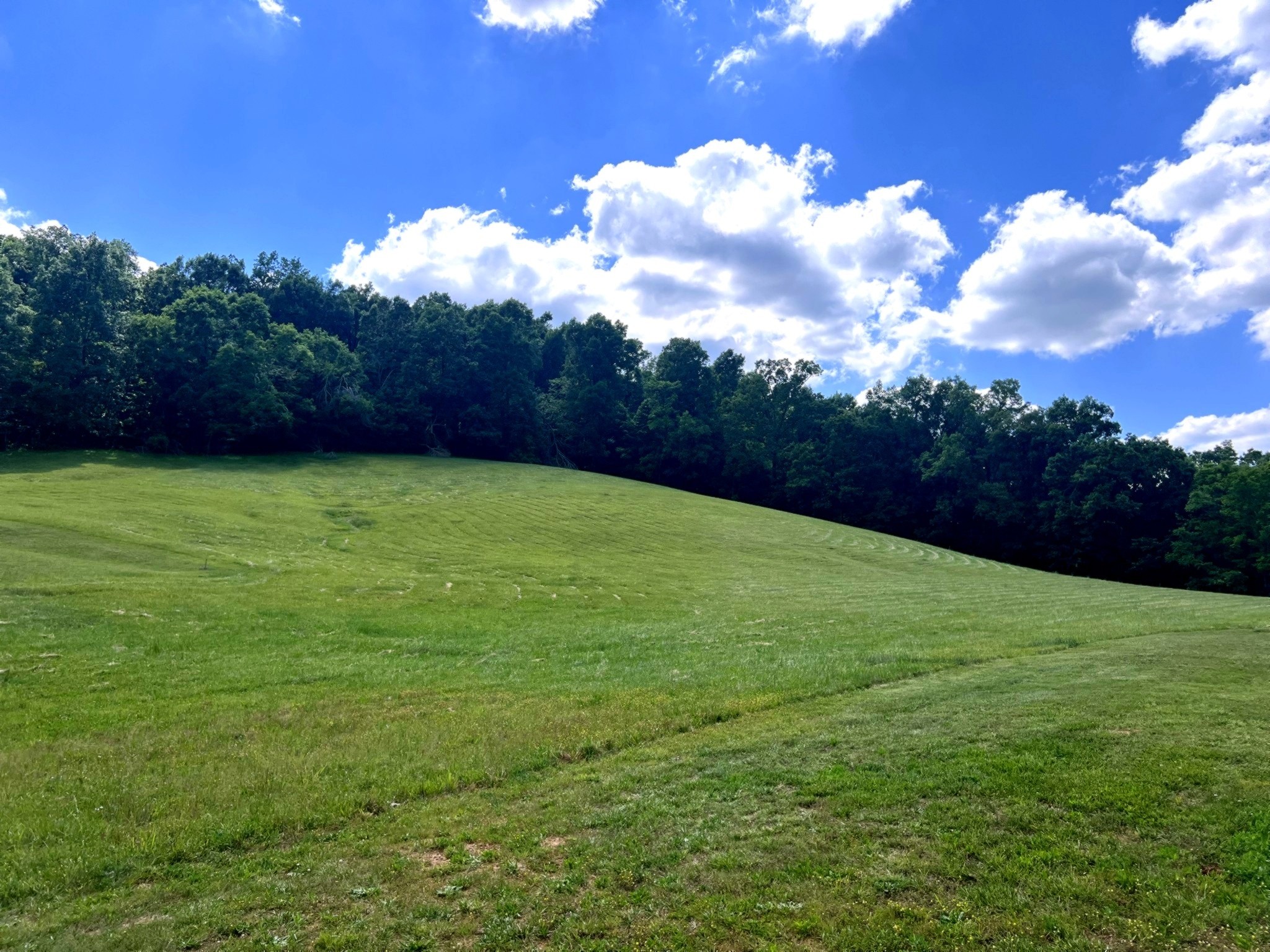 1133 Culps Bend Road Clifton, TN 38425 - Photo 51 of 51 a view of a yard with an tree