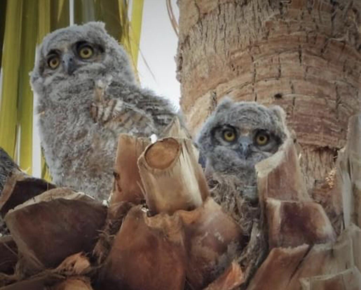 74711 Dillon Road Desert Hot Springs, CA 92241 - Photo 27 of 41 a bathroom with a granite countertop sink and a mirror