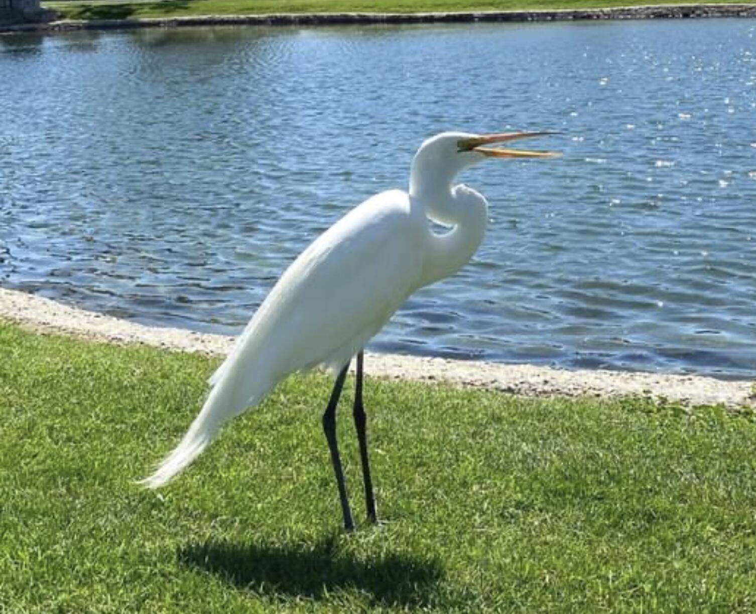 74711 Dillon Road Desert Hot Springs, CA 92241 - Photo 28 of 41 a backyard of a house with a yard and plants