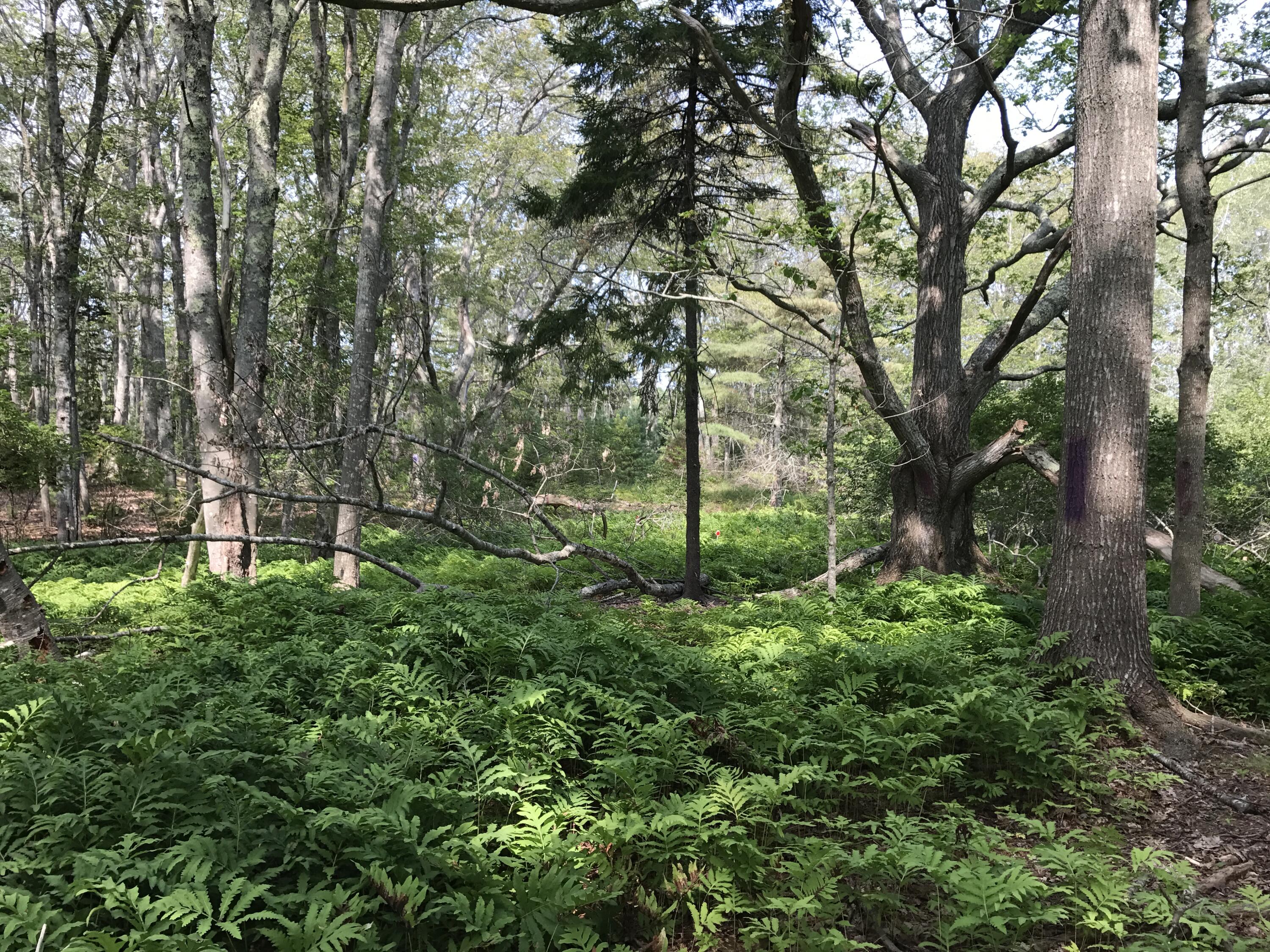 0 Long Point Road Harpswell, ME 04079 - Photo 6 of 19 IMG_3499