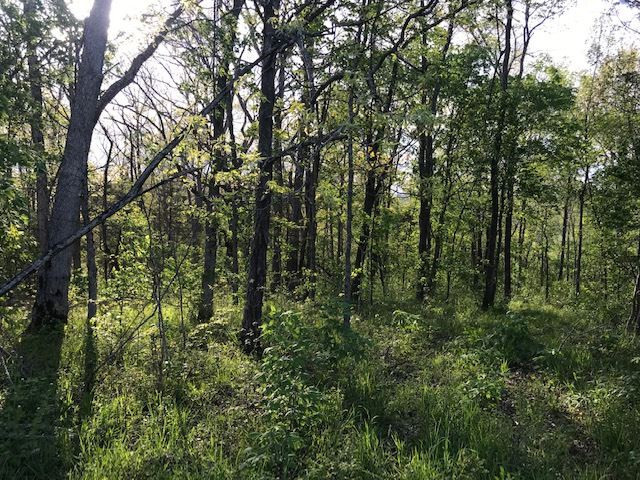 0 Drift Run Road Mount Olivet, KY 41064 - Photo 19 of 30 Gallery Image 19