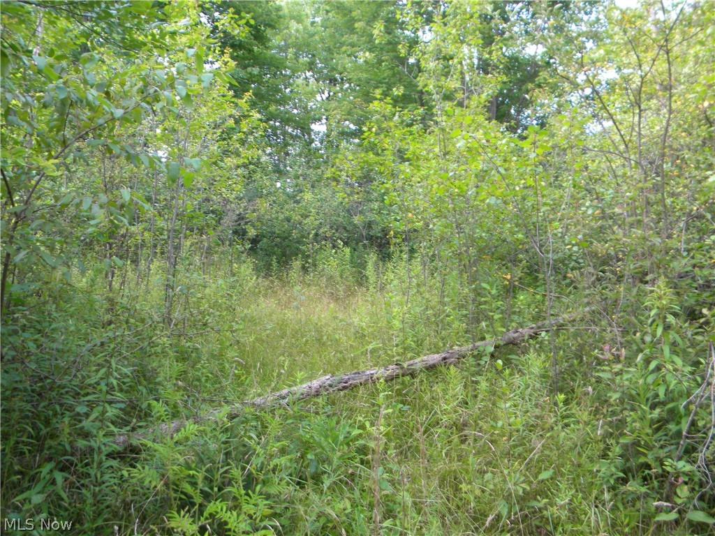 Hallock Young Warren, OH 44481 - Photo 4 of 5 Put on your bug spray before you come to walk the property.