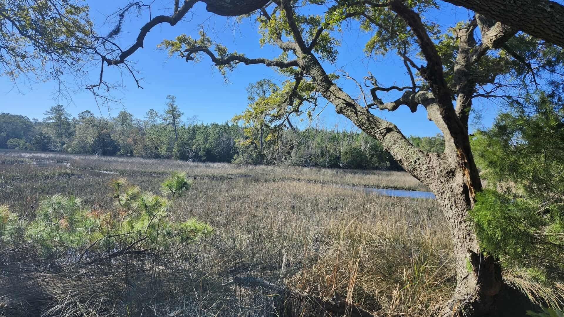 3675 Chisolm Road Johns Island, SC 29455 - Photo 1 of 7 01d74392327886267e8661fbadaaf16d