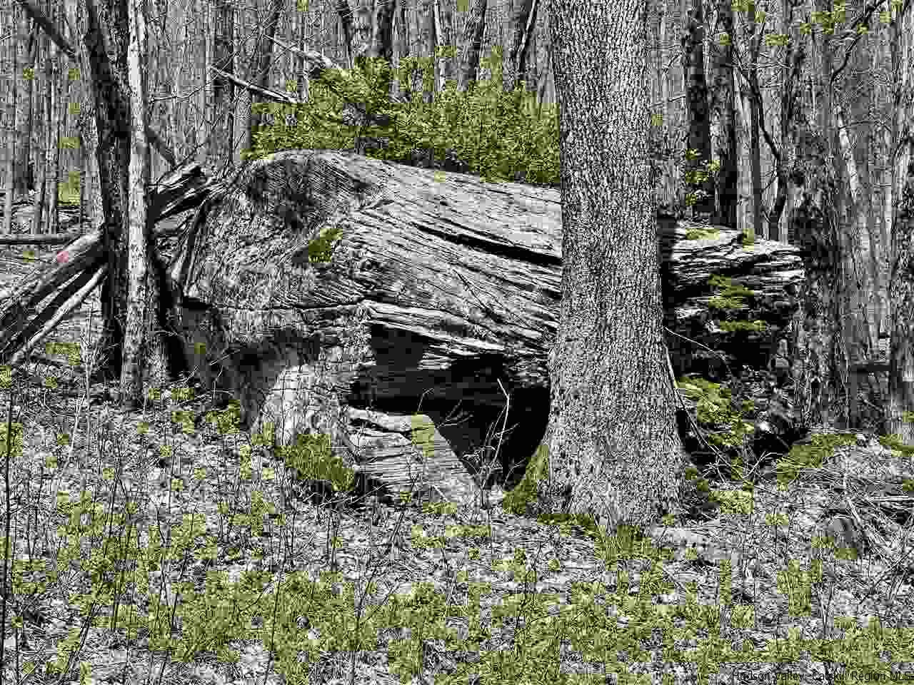 0 Canada Hollow Road Andes, NY 13731 - Photo 7 of 15 Photo 7
