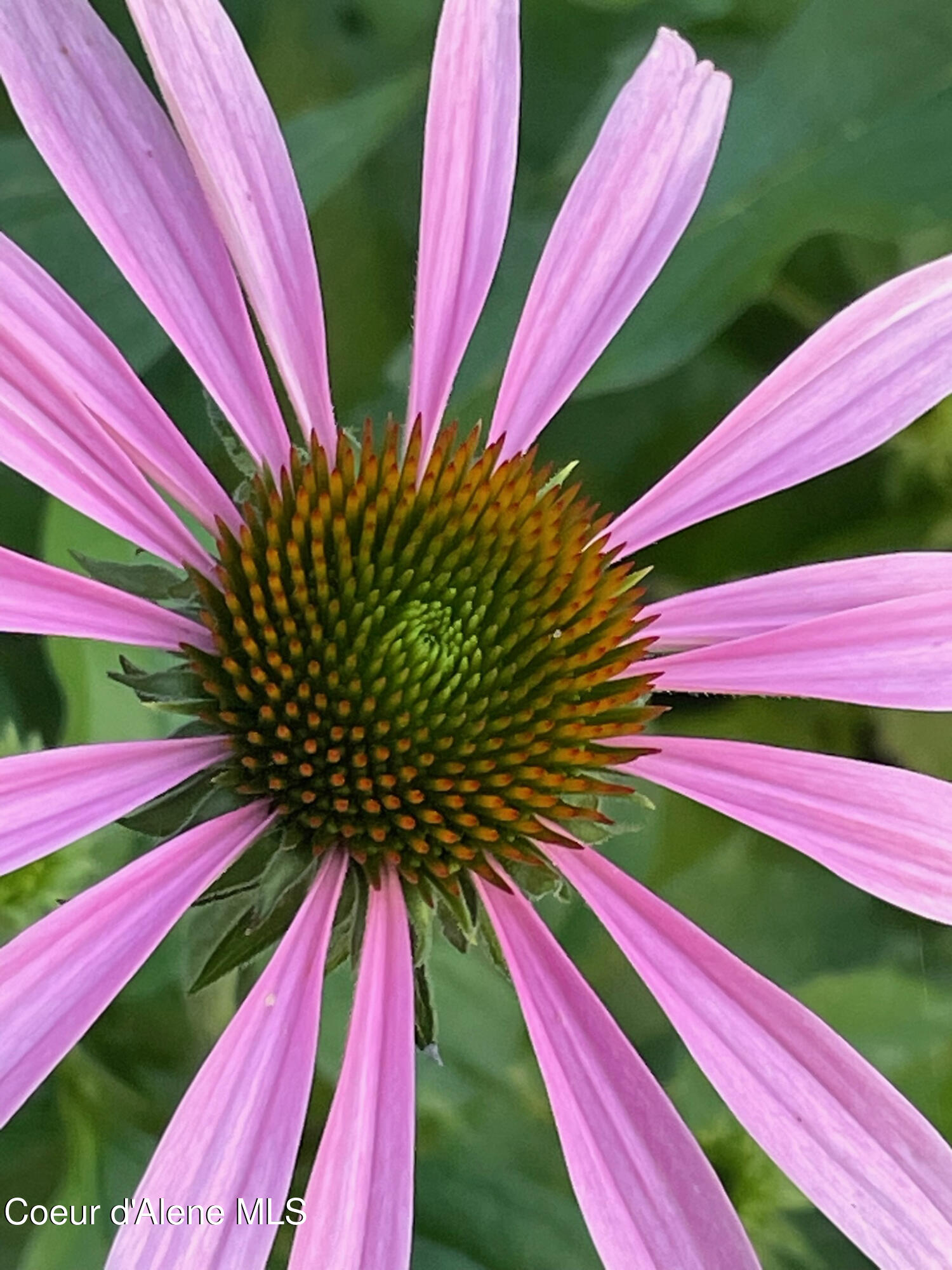 16 Hawkins Road Sagle, ID 83860 - Photo 101 of 110 Echinacea 1
