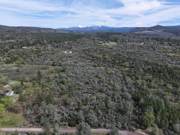 a view of a bunch of trees and bushes