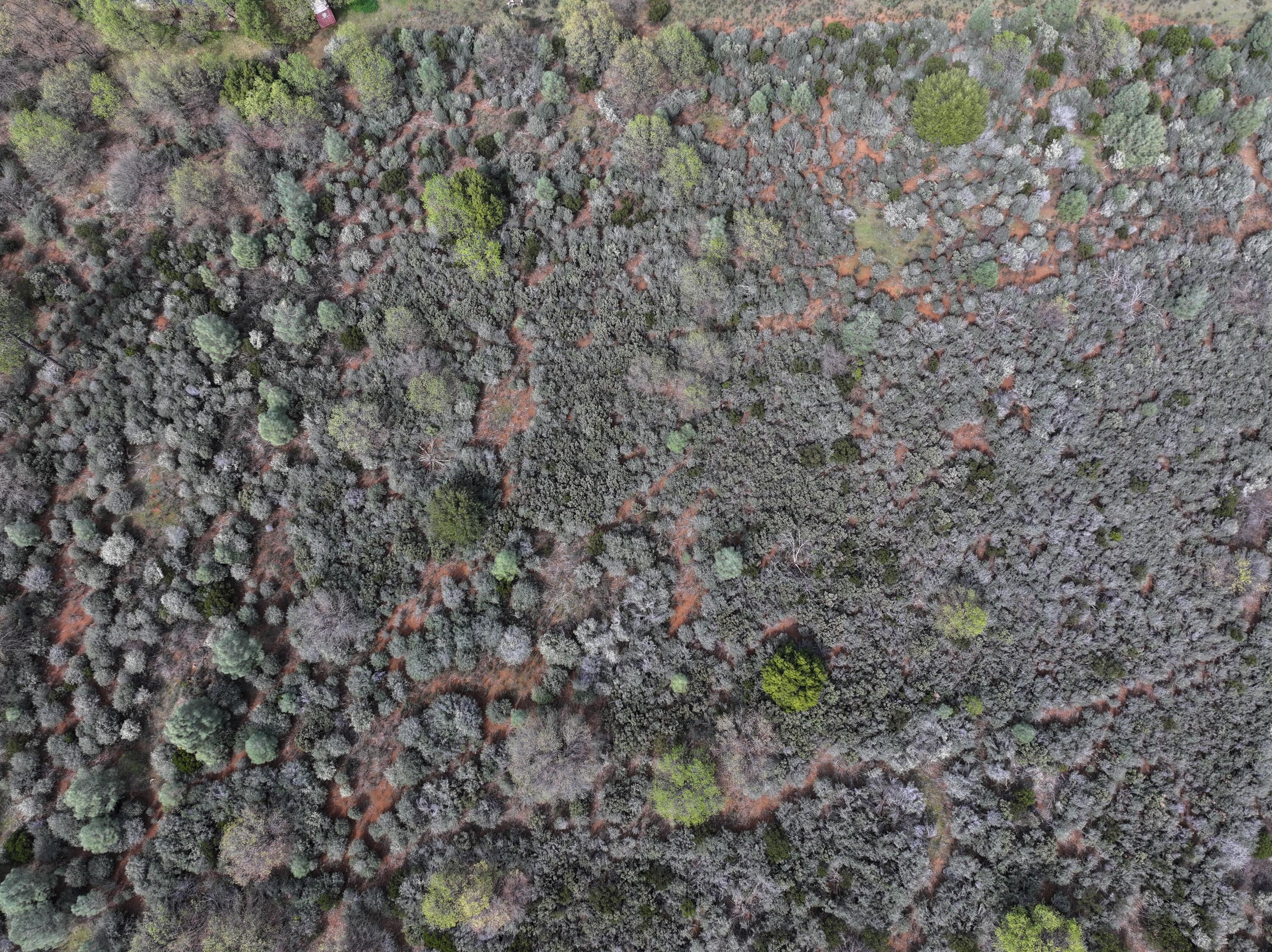 Battle View Drive Manton, CA 96059 - Photo 11 of 16 DJI_20260313142138_0123_D