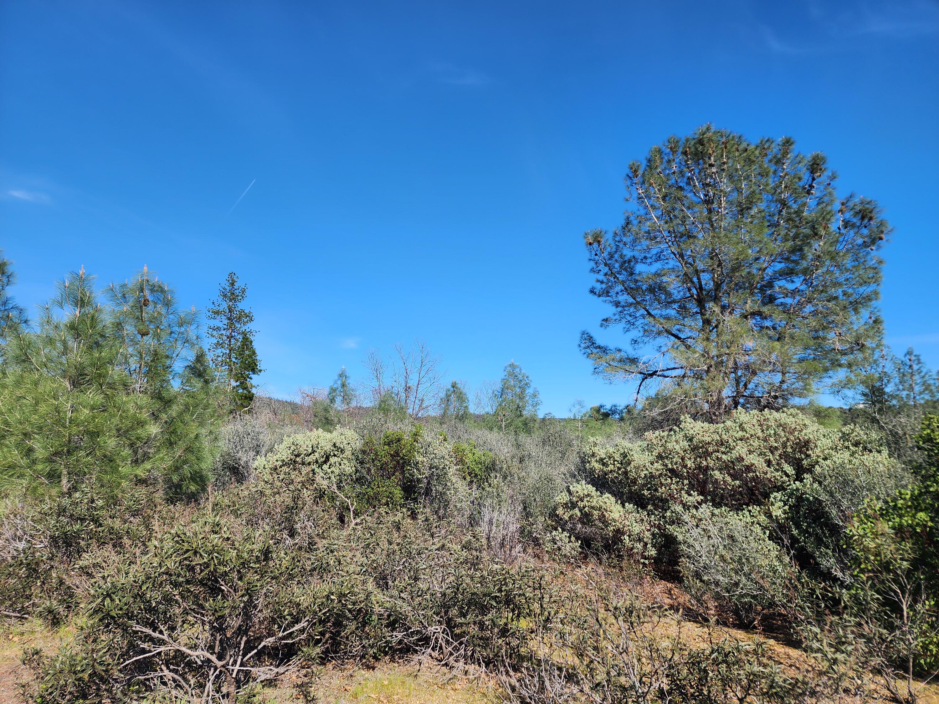 Battle View Drive Manton, CA 96059 - Photo 12 of 16 a view of a bunch of trees and bushes
