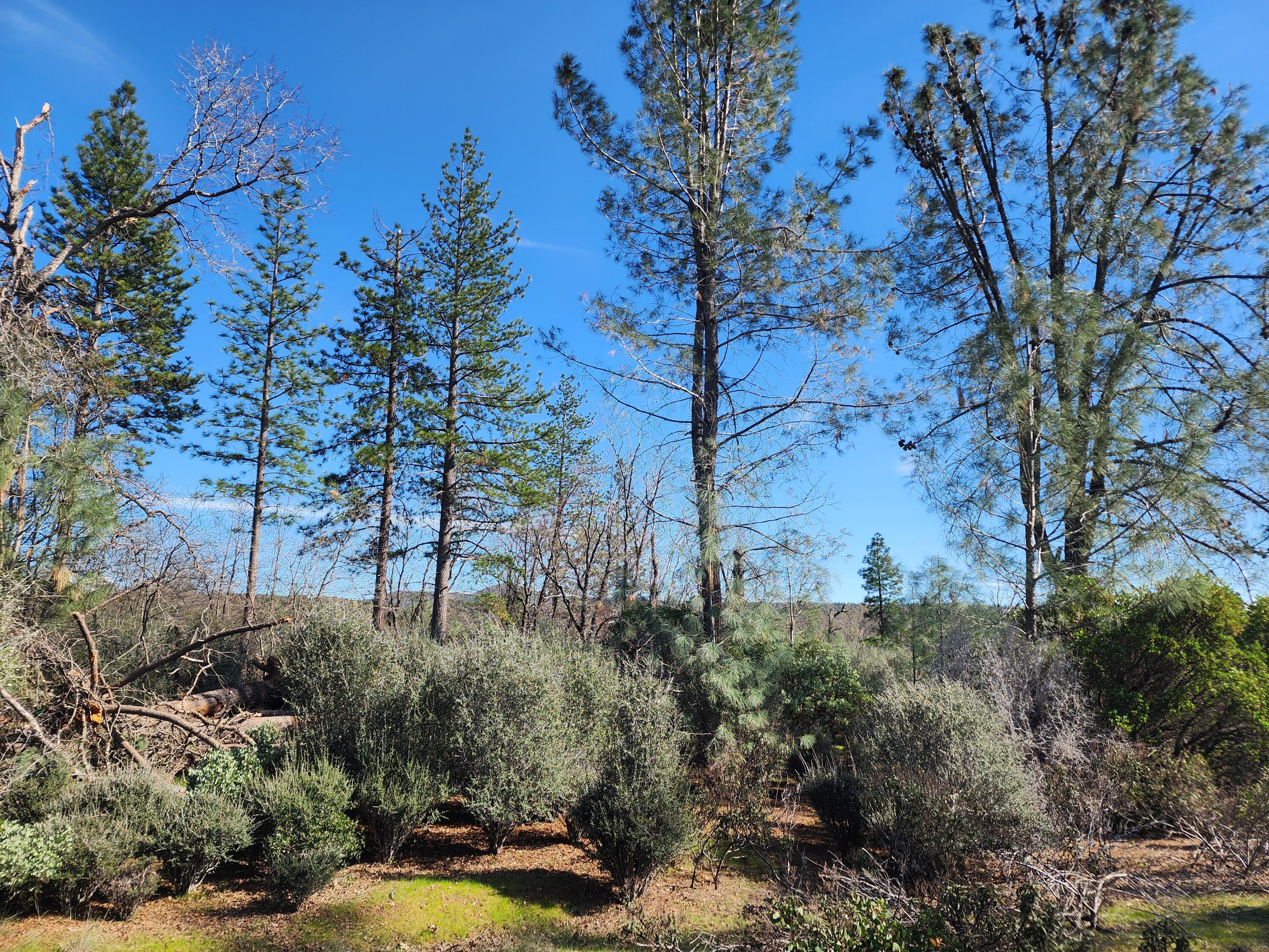 Battle View Drive Manton, CA 96059 - Photo 13 of 16 a view of backyard and outdoor space