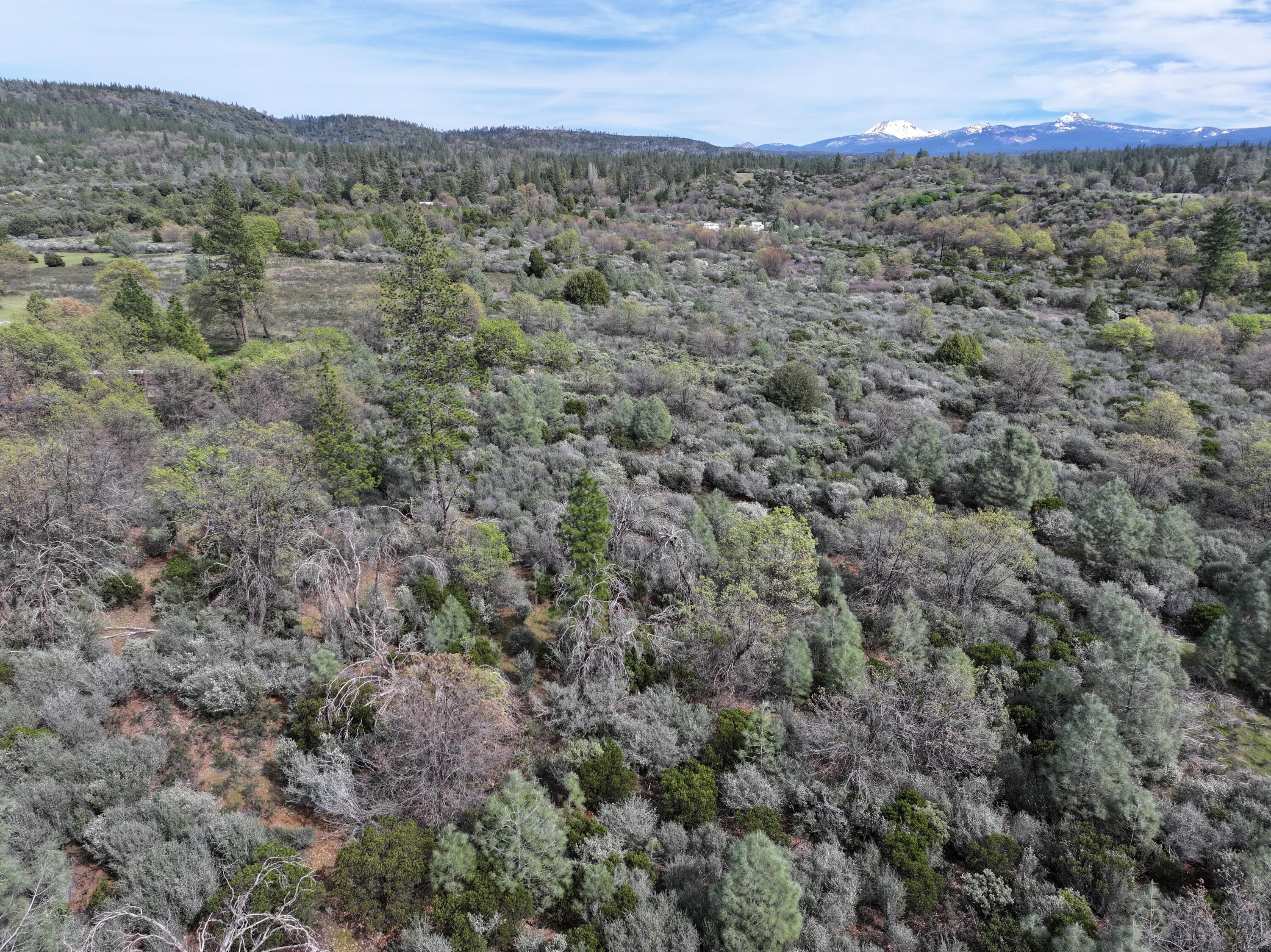 Battle View Drive Manton, CA 96059 - Photo 4 of 16 DJI_20260313141759_0111_D