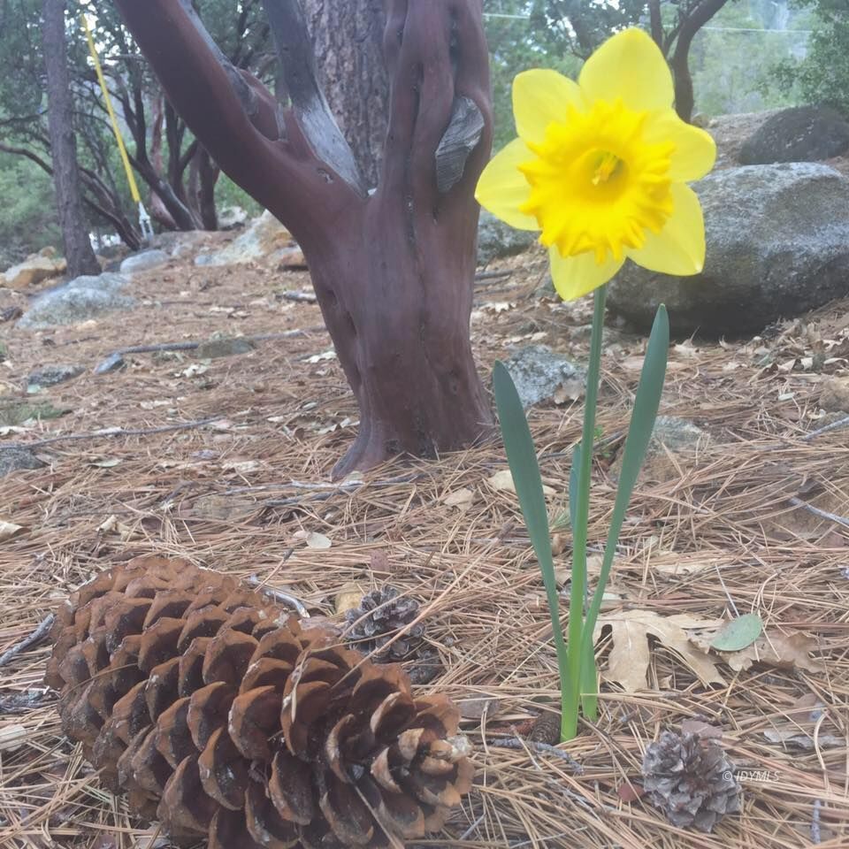 25405 Seneca Road Idyllwild, CA 92549 - Photo 38 of 61 a view of a wooden floor