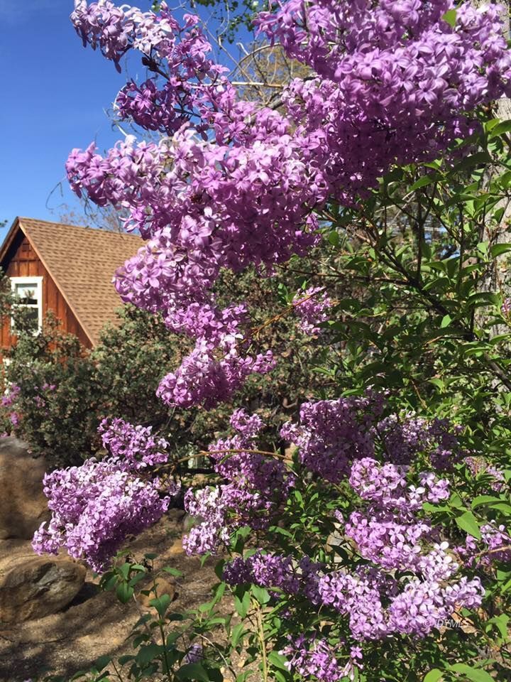 25405 Seneca Road Idyllwild, CA 92549 - Photo 45 of 61 a view of yard