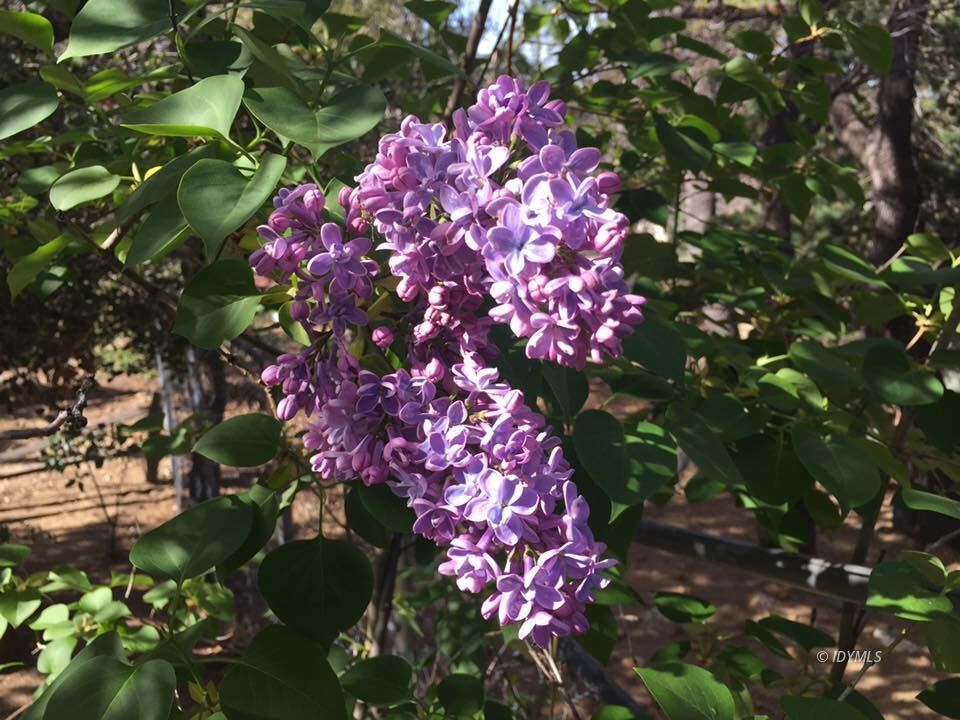 25405 Seneca Road Idyllwild, CA 92549 - Photo 46 of 61 Untitled